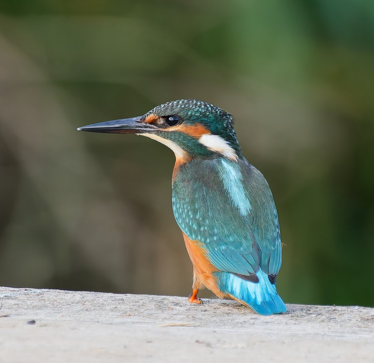 Common Kingfisher - ML642062104