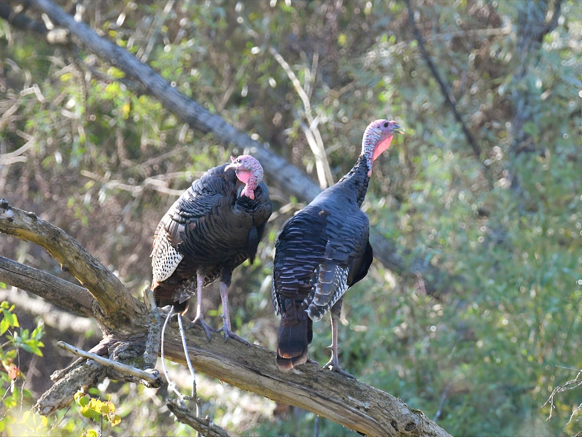 Guajolote Gallipavo - ML642062109