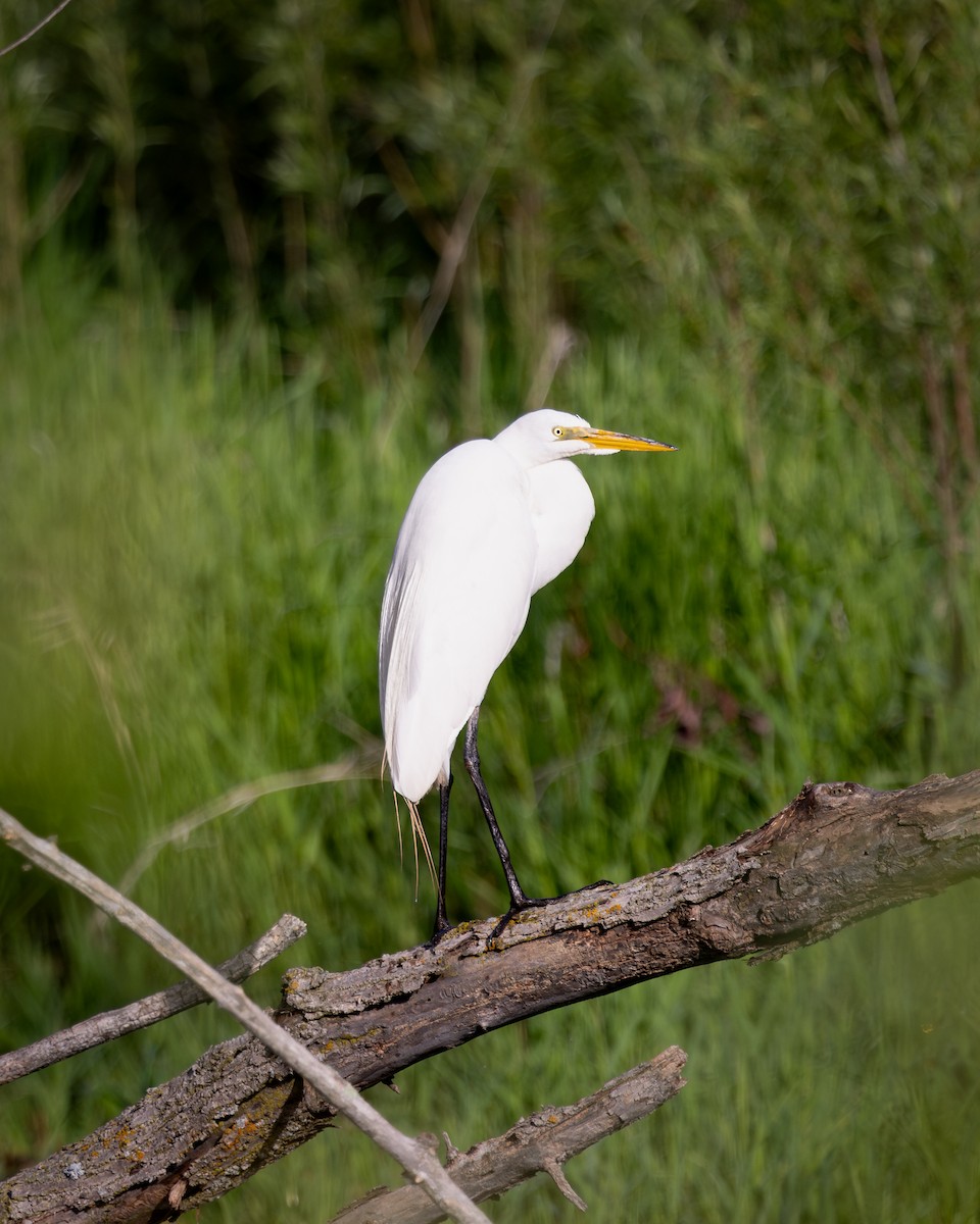 Great Egret - ML642062111