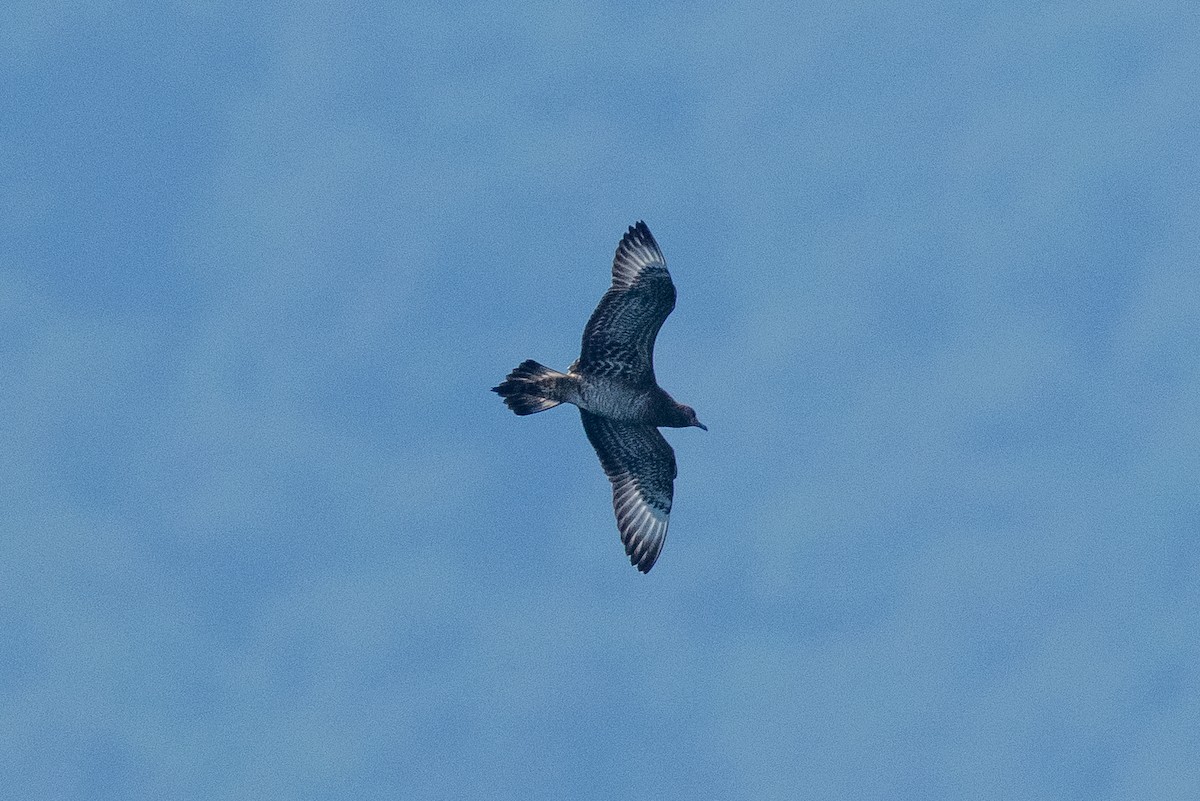 Parasitic Jaeger - ML642062115