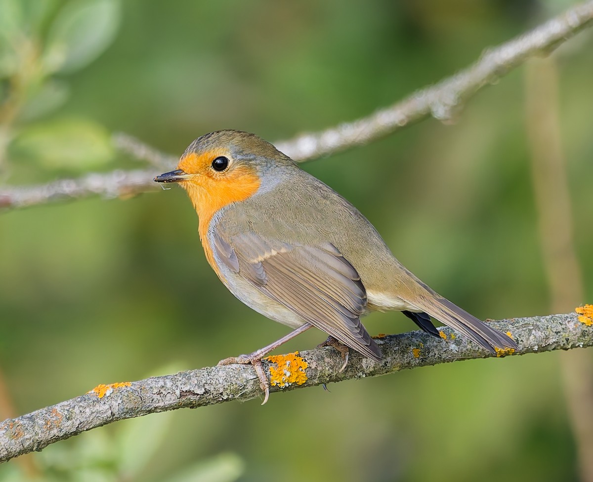 European Robin - ML642062116