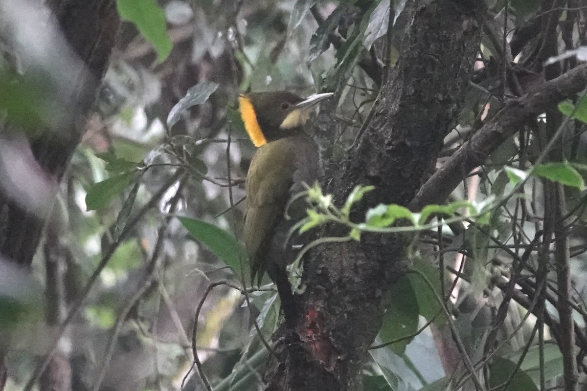 Greater Yellownape - ML642062117
