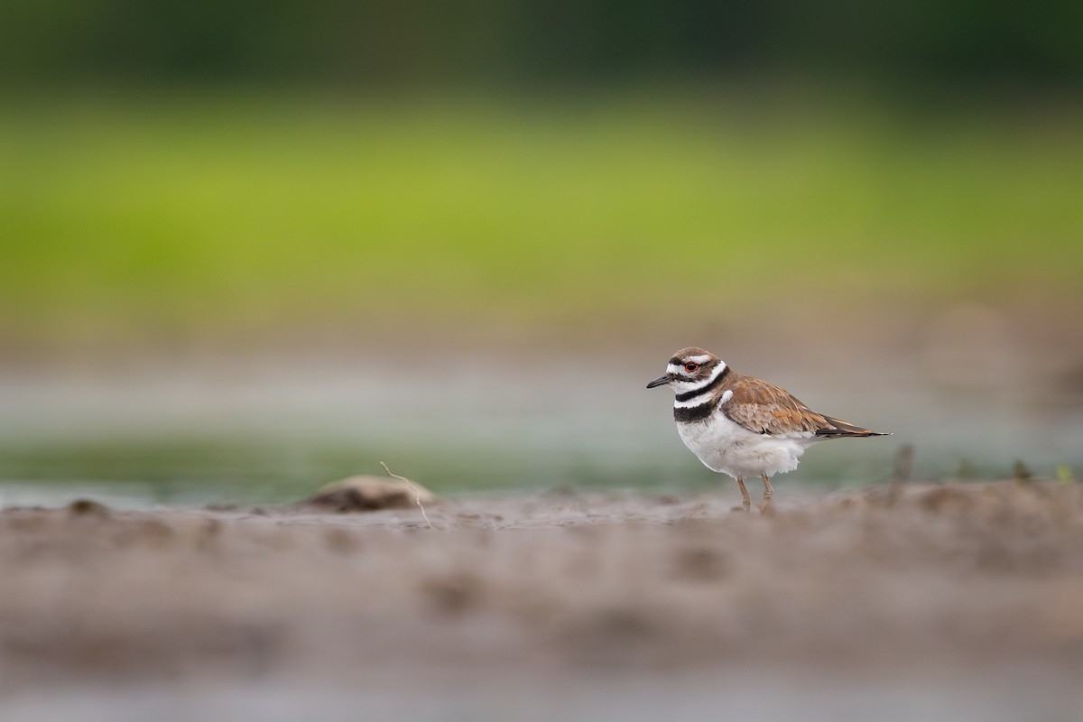 Killdeer - ML642062118