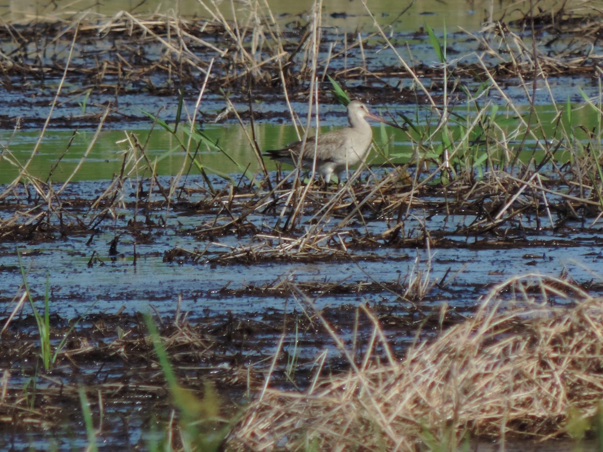 Hudsonian Godwit - ML642062119