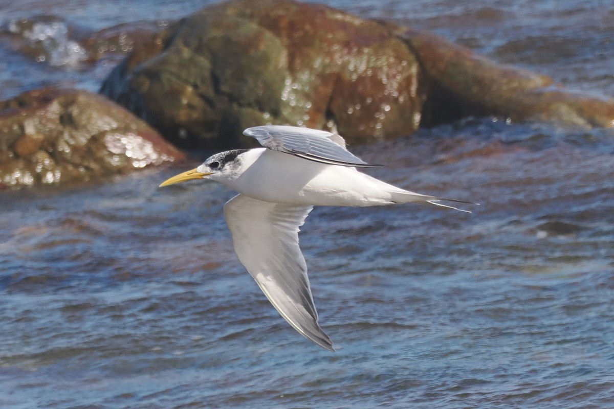 Great Crested Tern - ML642062120