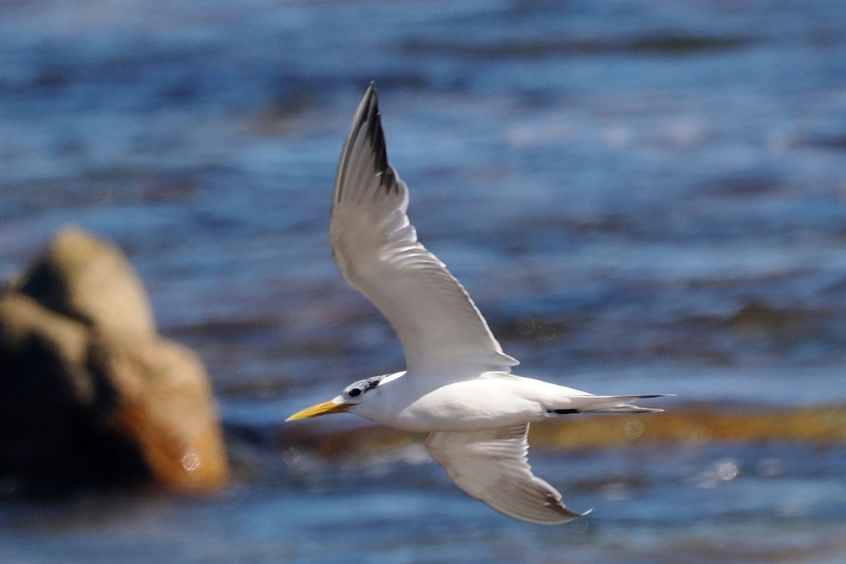 Great Crested Tern - ML642062121
