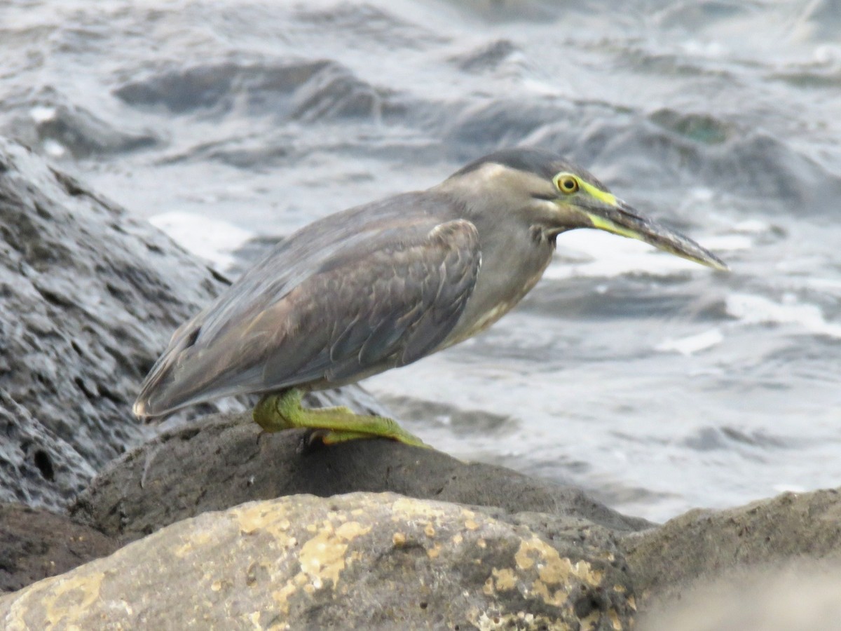 Striated Heron - ML642062123