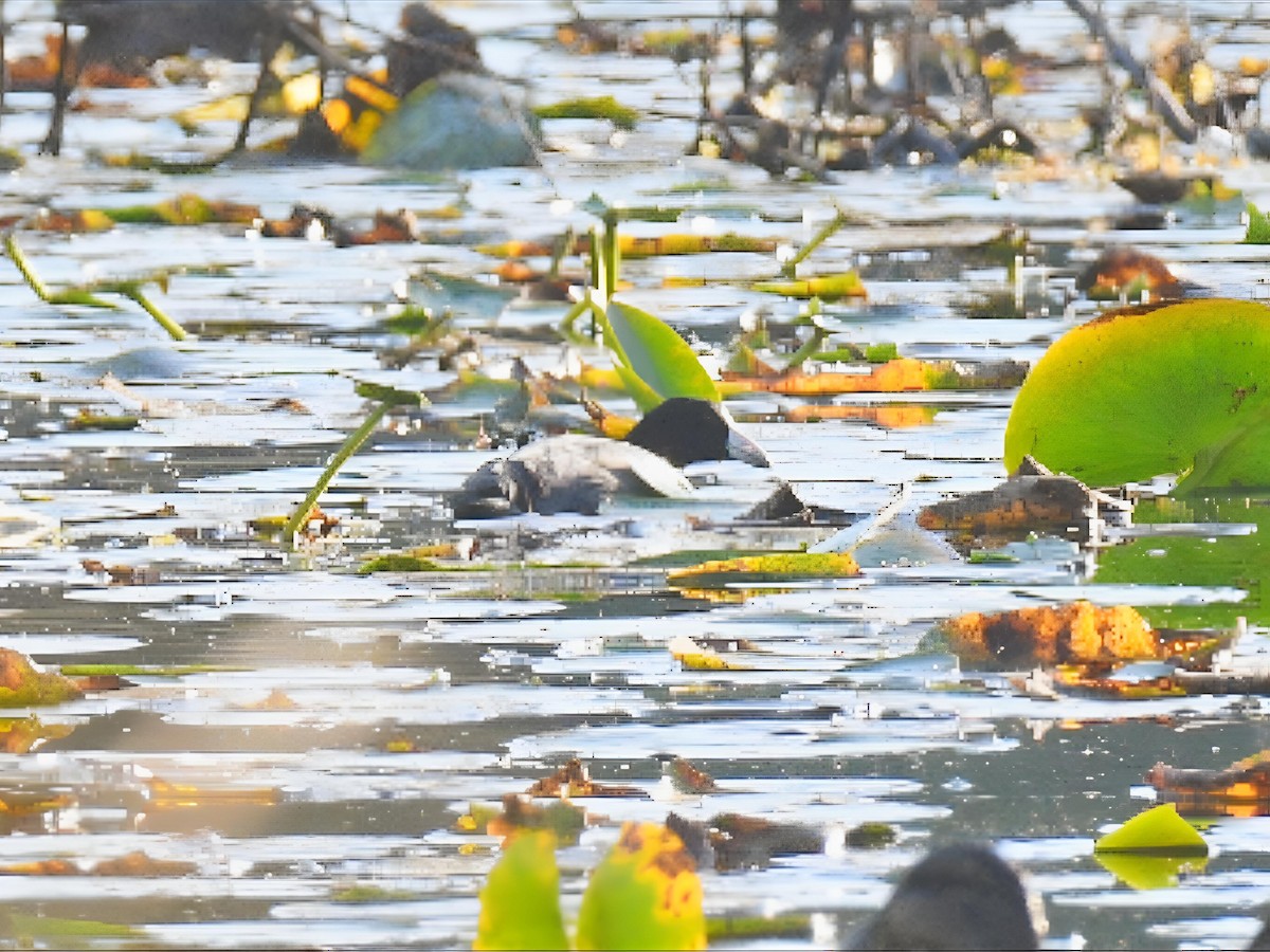 American Coot - ML642062124
