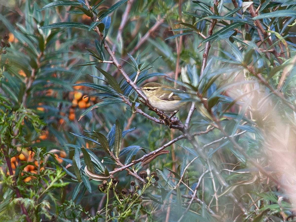 Yellow-browed Warbler - ML642062126