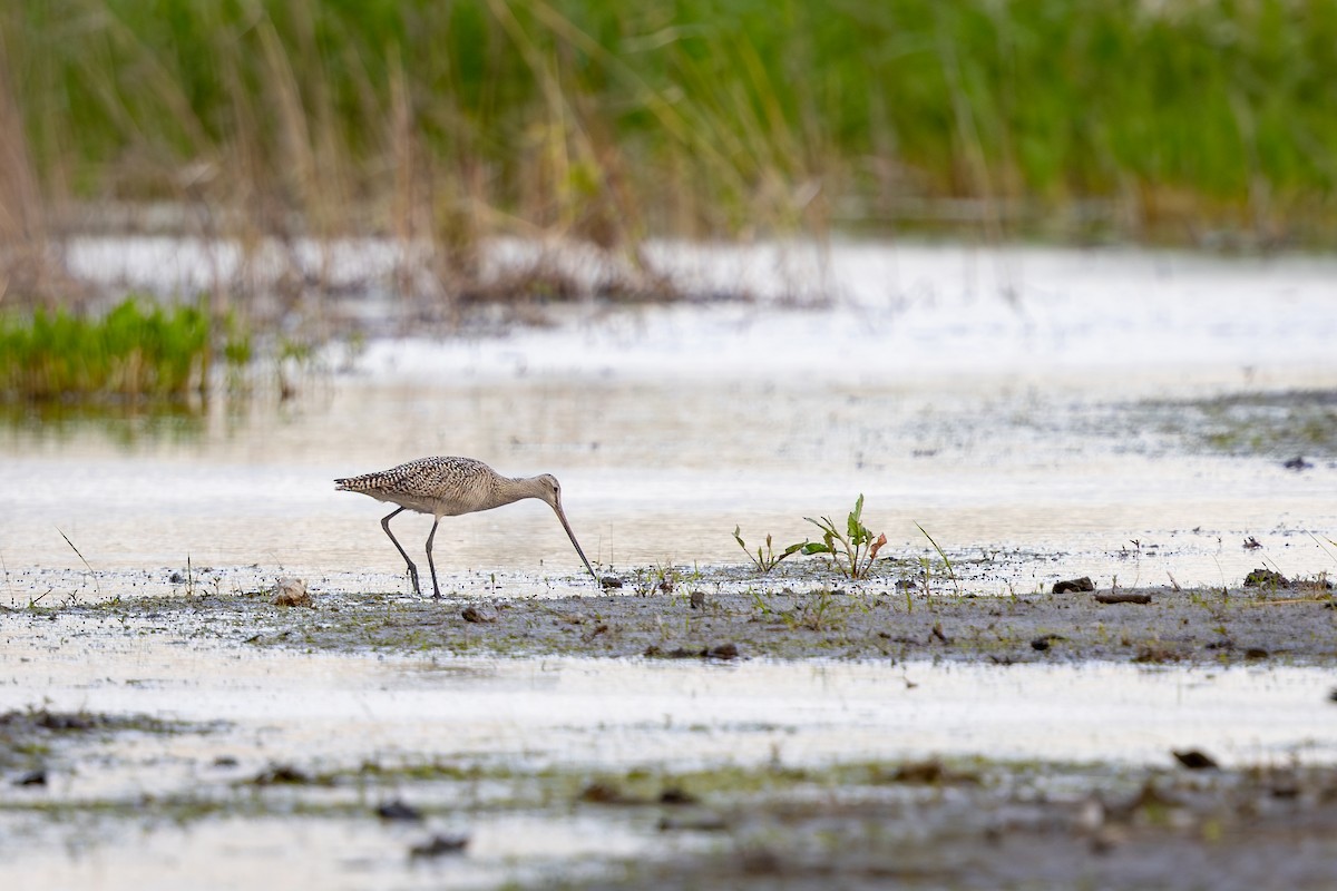Marbled Godwit - ML642062128