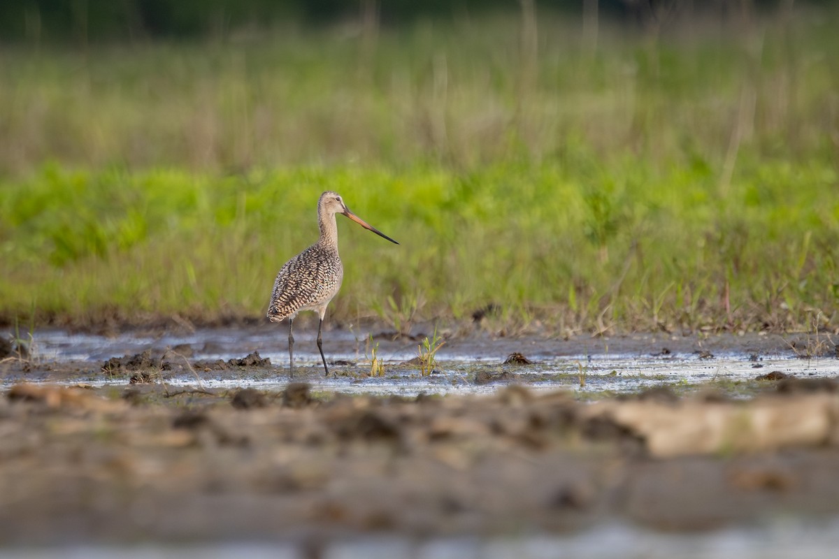 Marbled Godwit - ML642062129