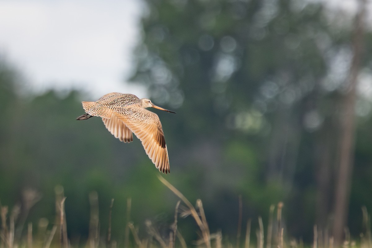 Marbled Godwit - ML642062130