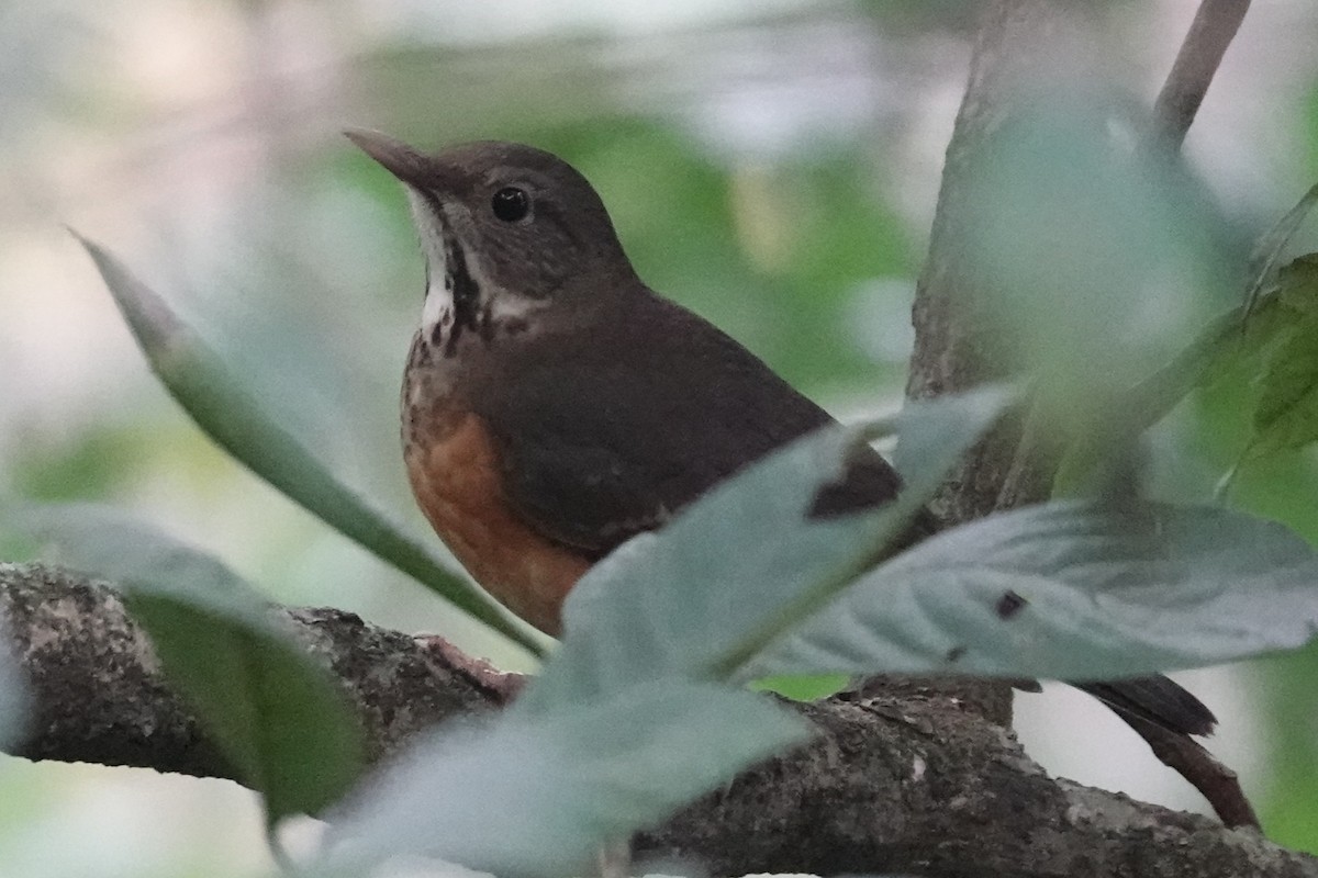 Black-breasted Thrush - ML642062131