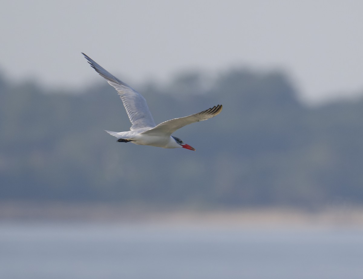Caspian Tern - ML642062132