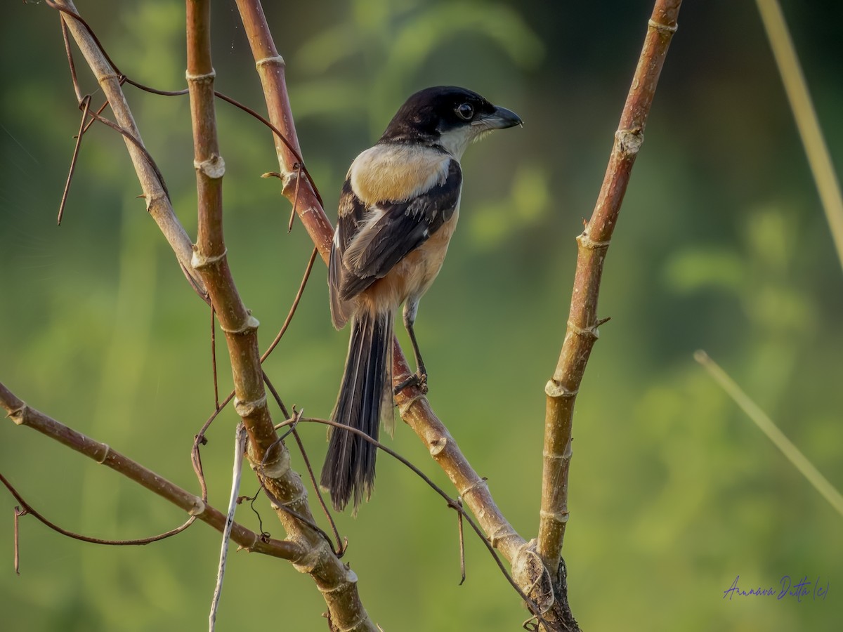 Long-tailed Shrike - ML642062133