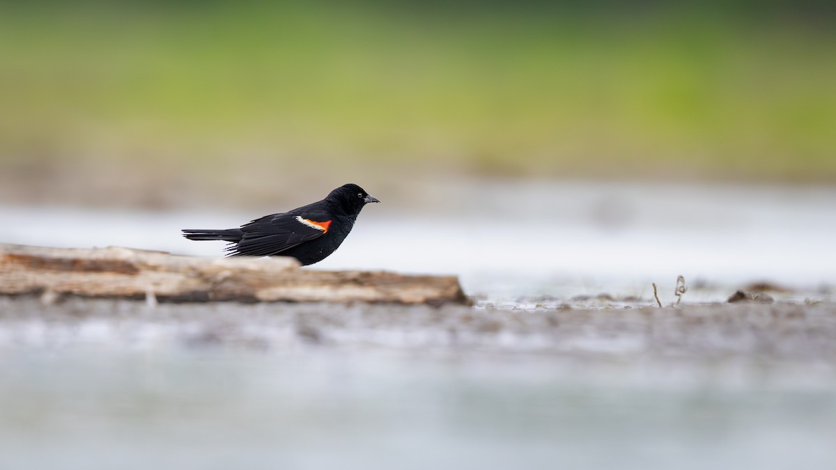 Red-winged Blackbird - ML642062138