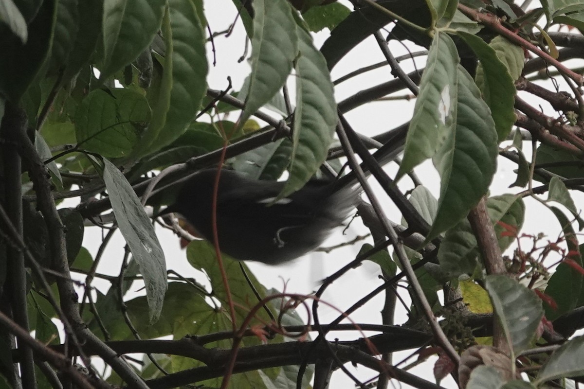 Long-tailed Sibia - ML642062140