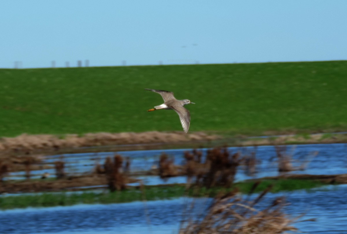 Lesser Yellowlegs - ML642062141