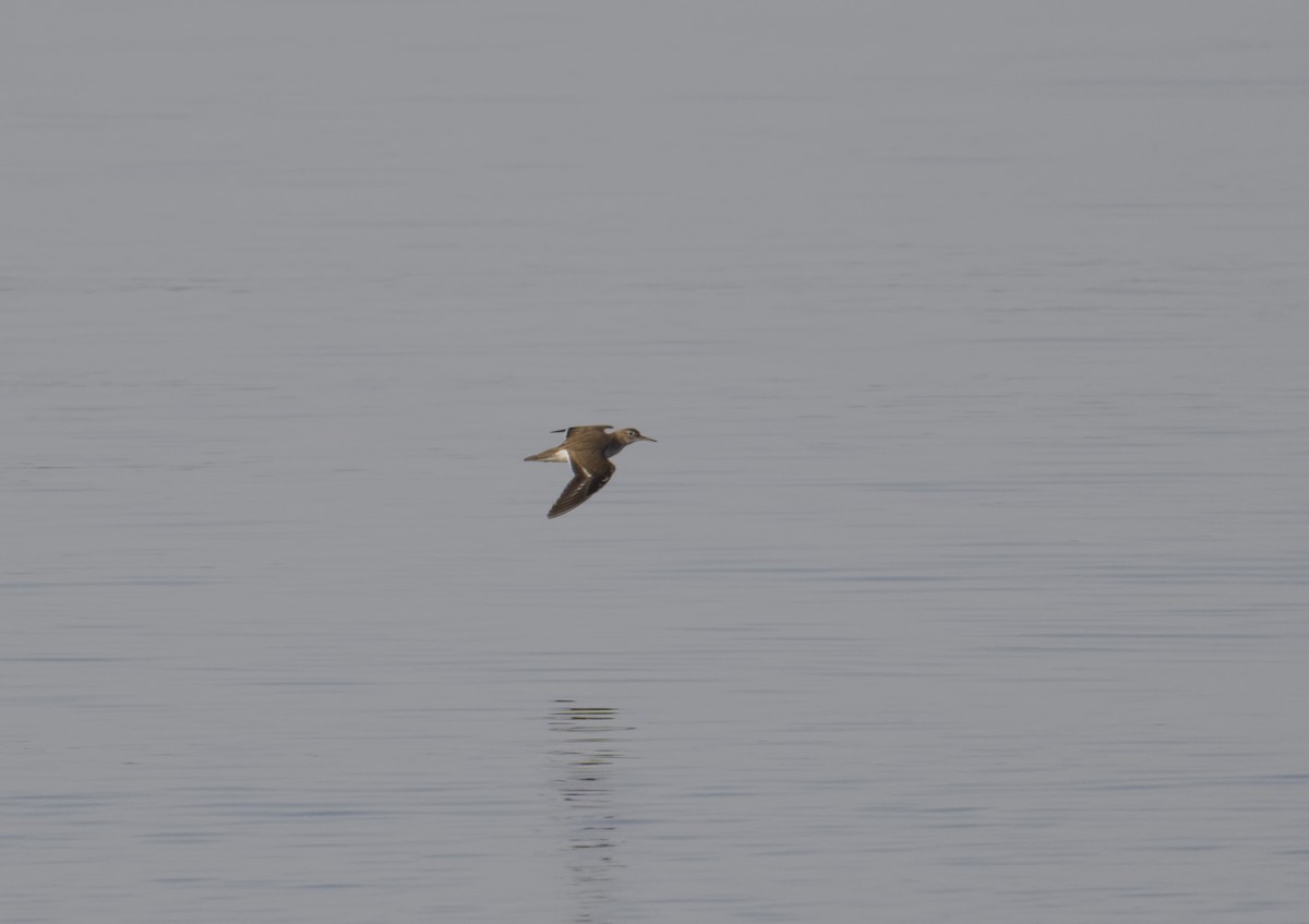 Spotted Sandpiper - ML642062142