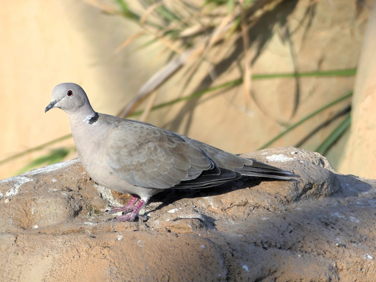 Eurasian Collared-Dove - ML642062146