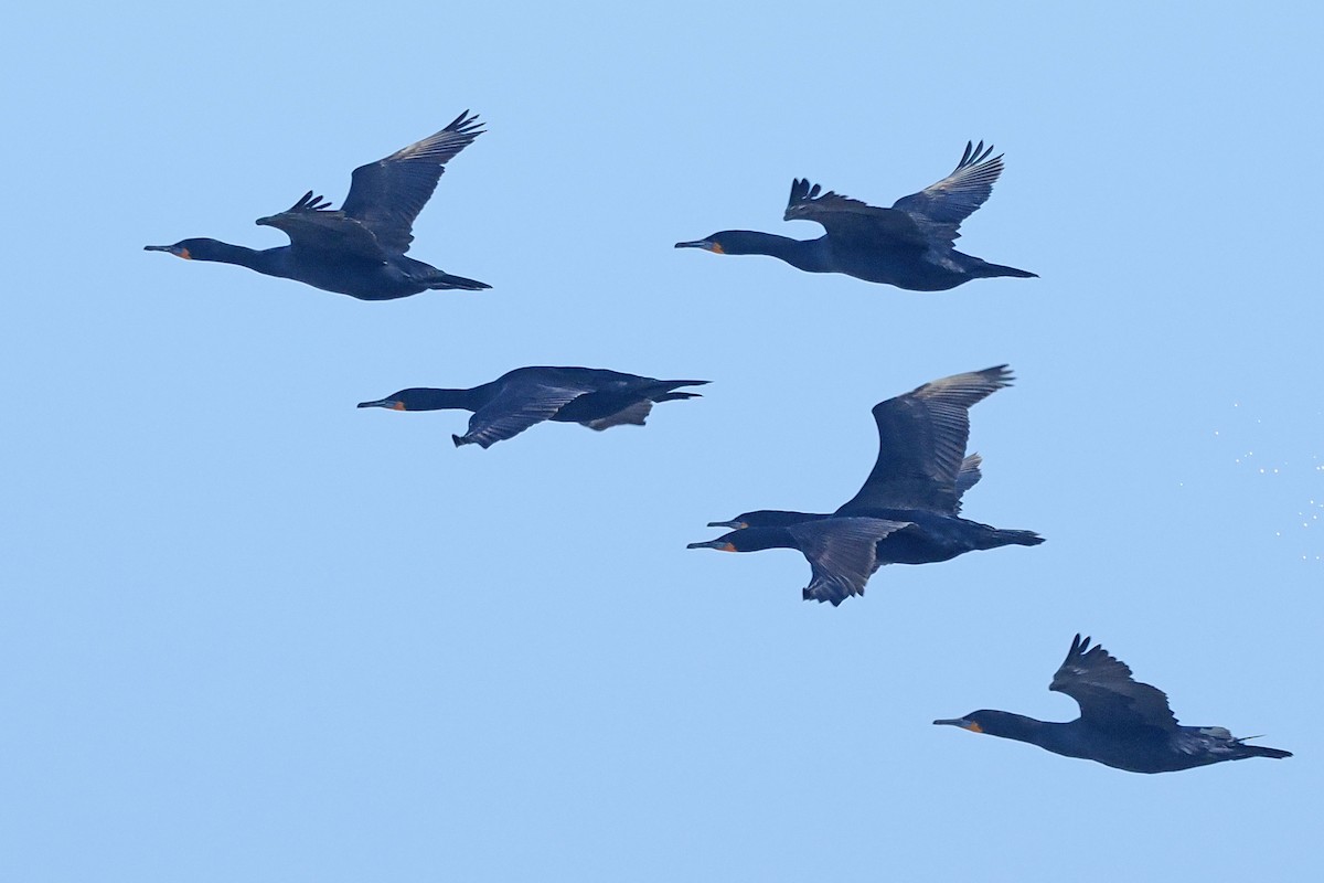 Cape Cormorant - ML642062147