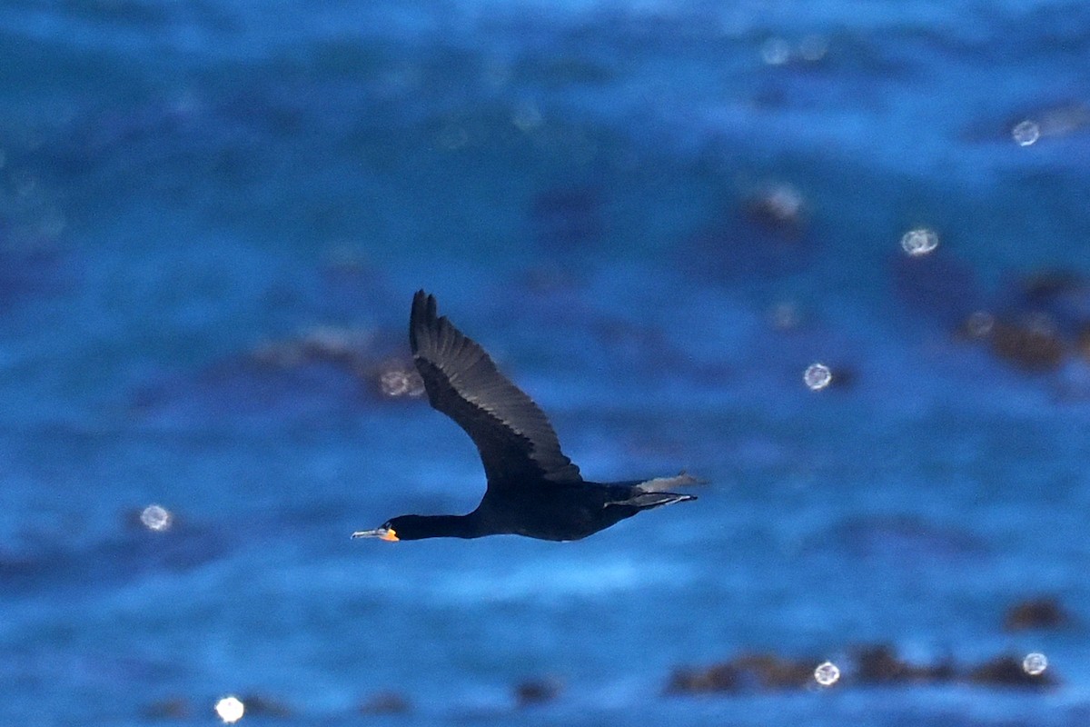 Cape Cormorant - ML642062148