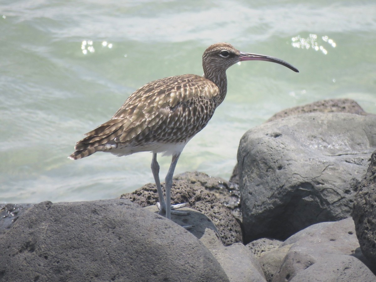 Regenbrachvogel - ML642062154