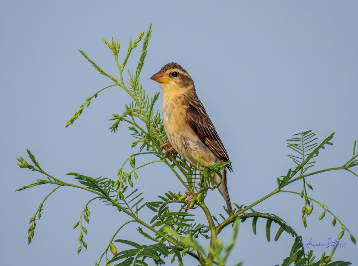 Baya Weaver - ML642062160