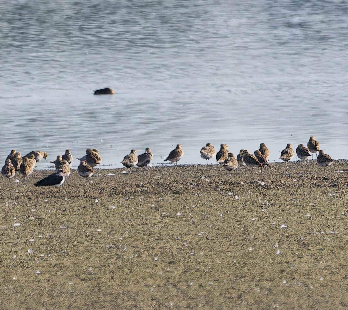 European Golden-Plover - ML642062164