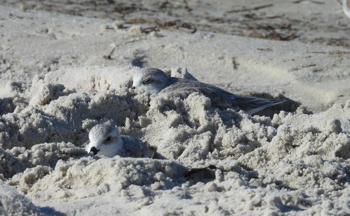 Sanderling - ML642062165