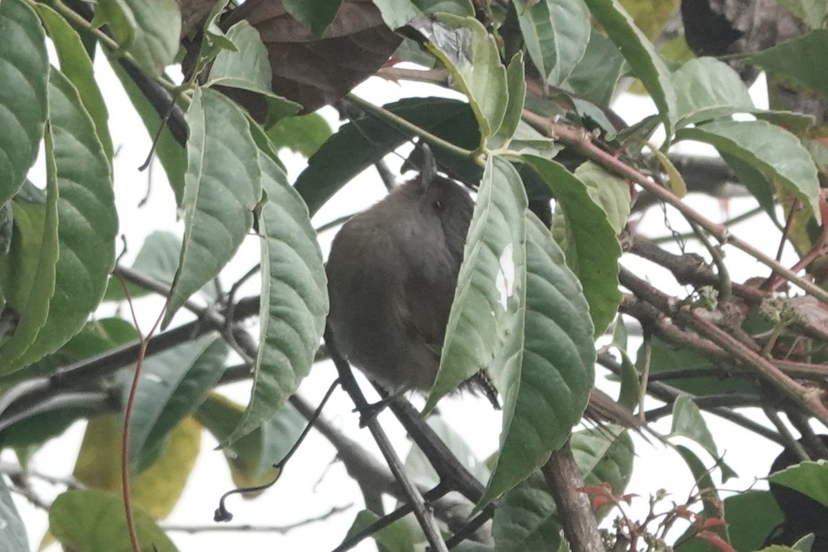 Rusty-fronted Barwing - ML642062172