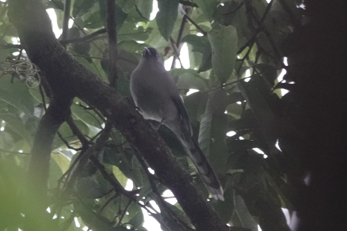 Long-tailed Sibia - ML642062174