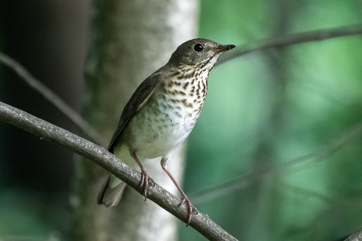 Gray-cheeked Thrush - ML642062177