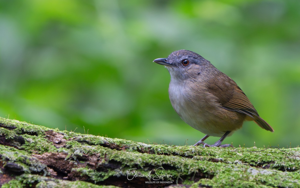 Horsfield's Babbler - ML642062190