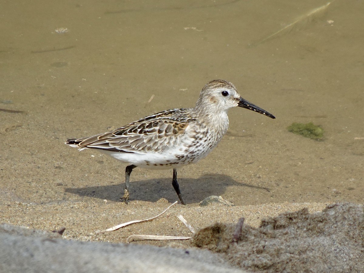 Alpenstrandläufer - ML642062205