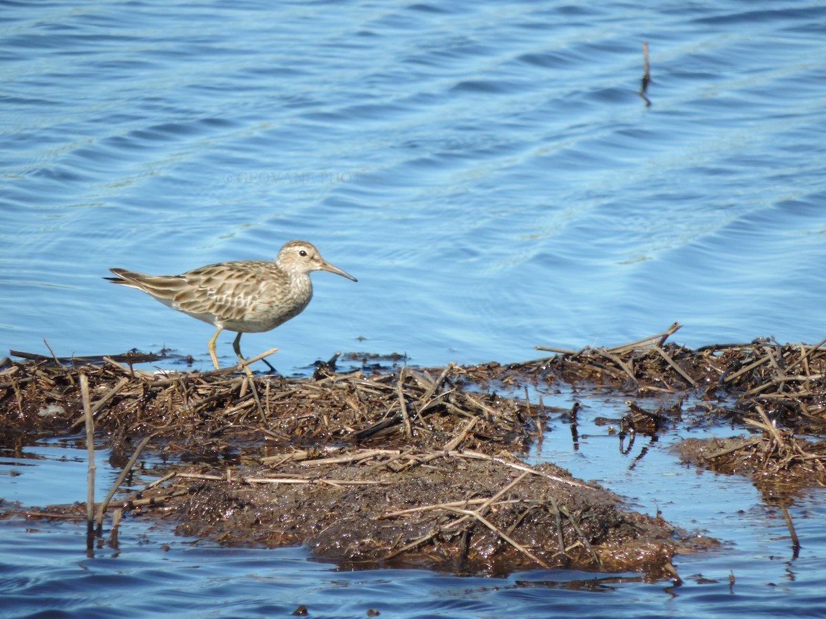 Graubrust-Strandläufer - ML642062236