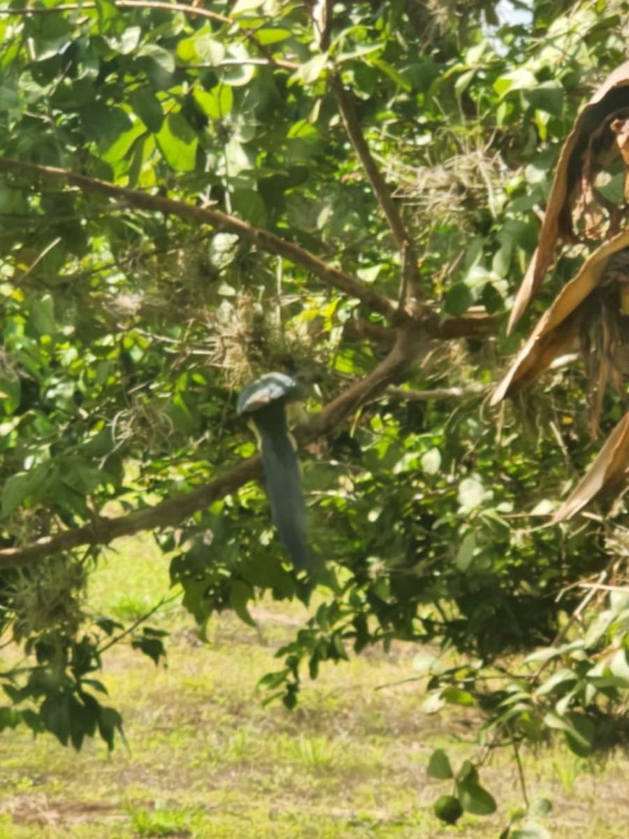 White-throated Magpie-Jay - ML642062248