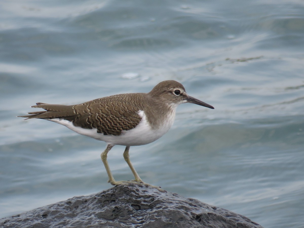 Common Sandpiper - ML642062260