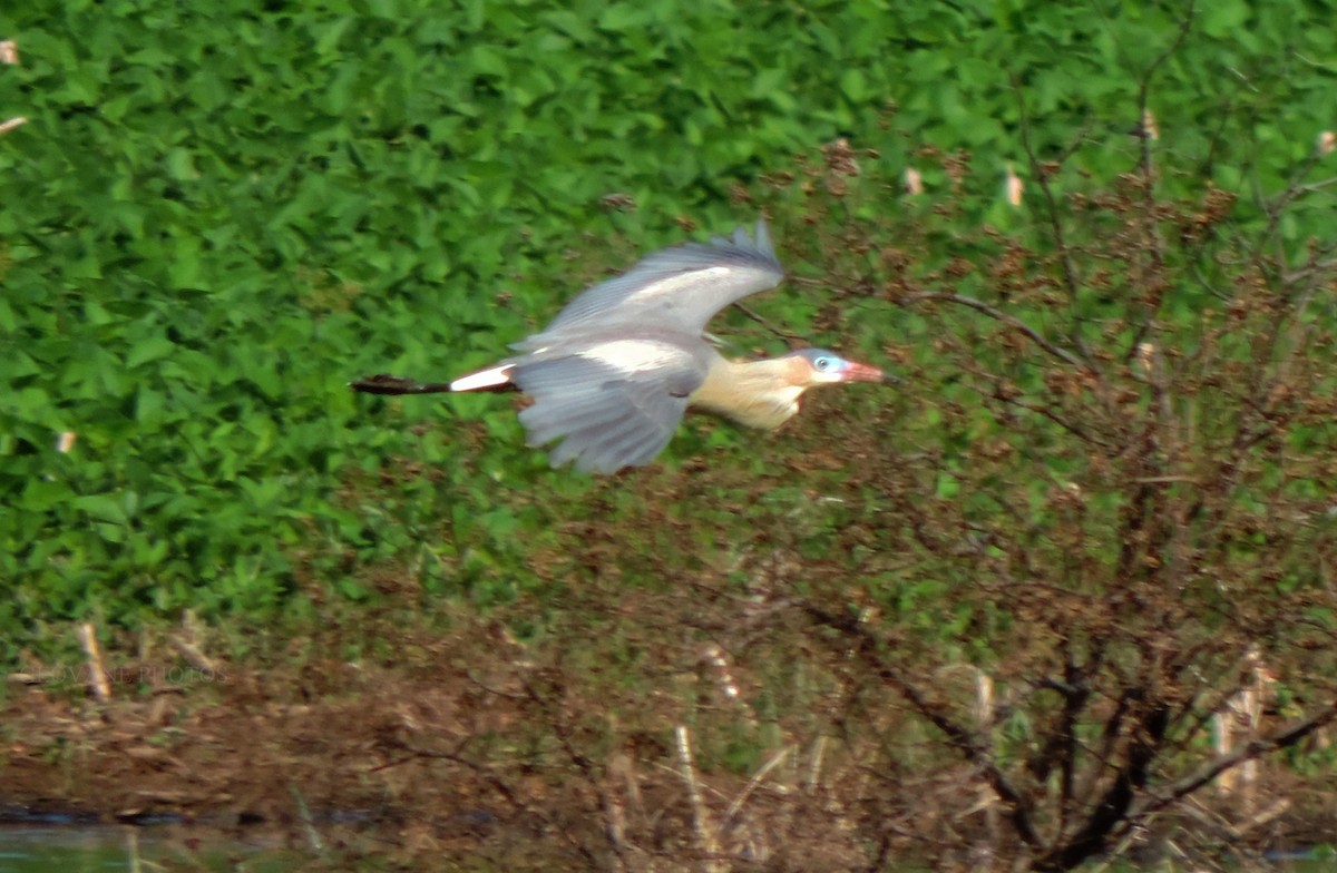 Whistling Heron - ML642062286