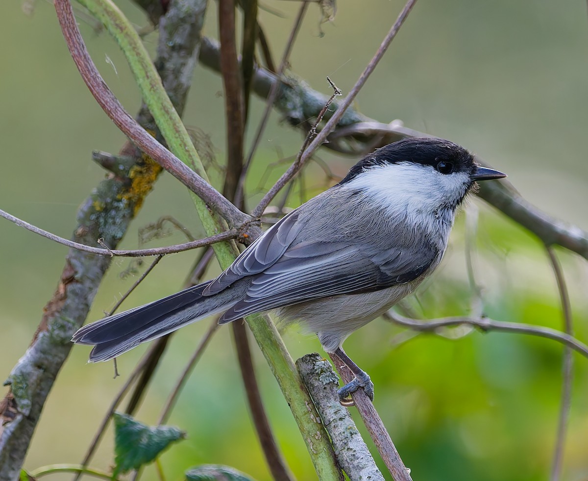 Mésange boréale - ML642062291