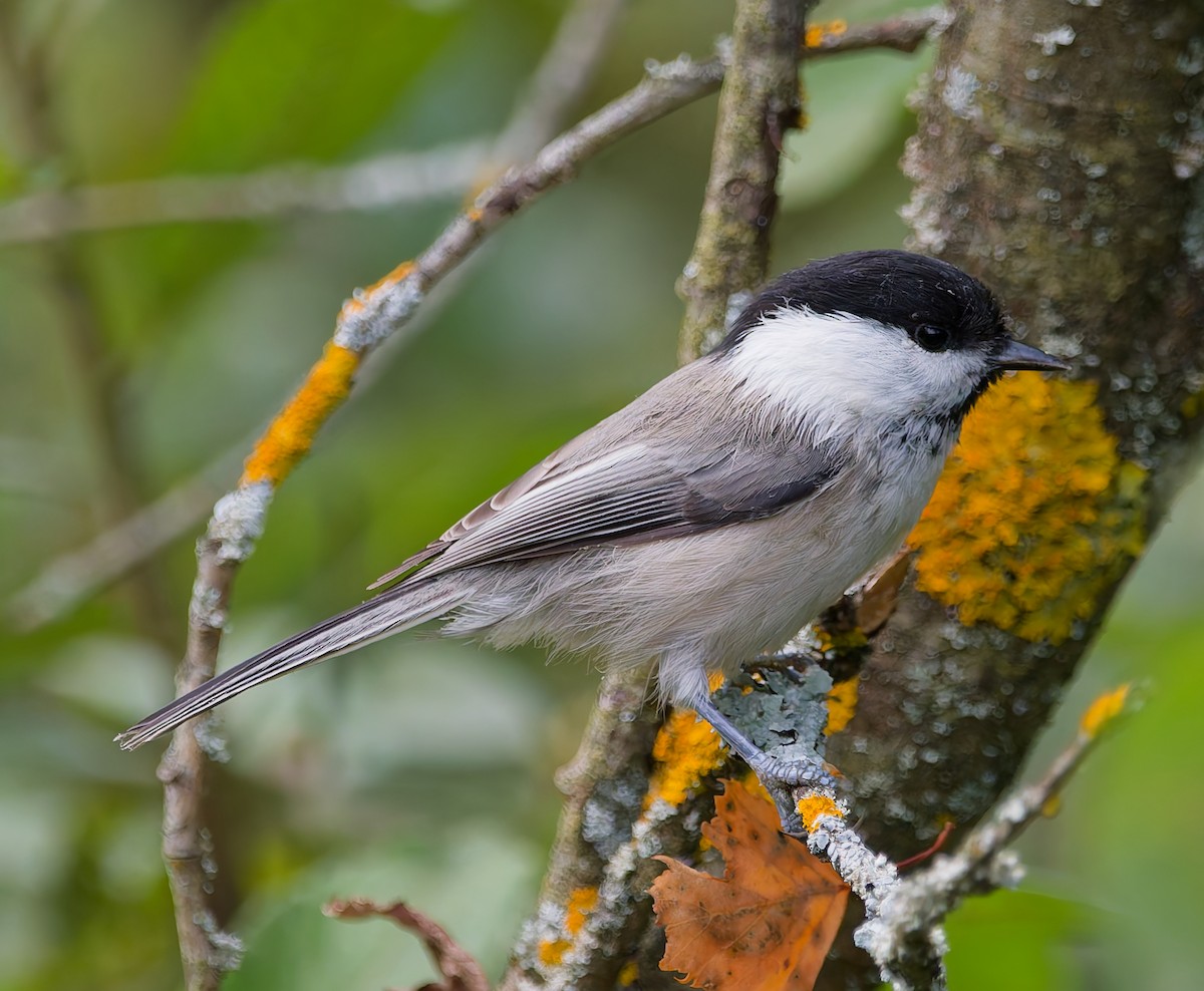 Mésange boréale - ML642062293