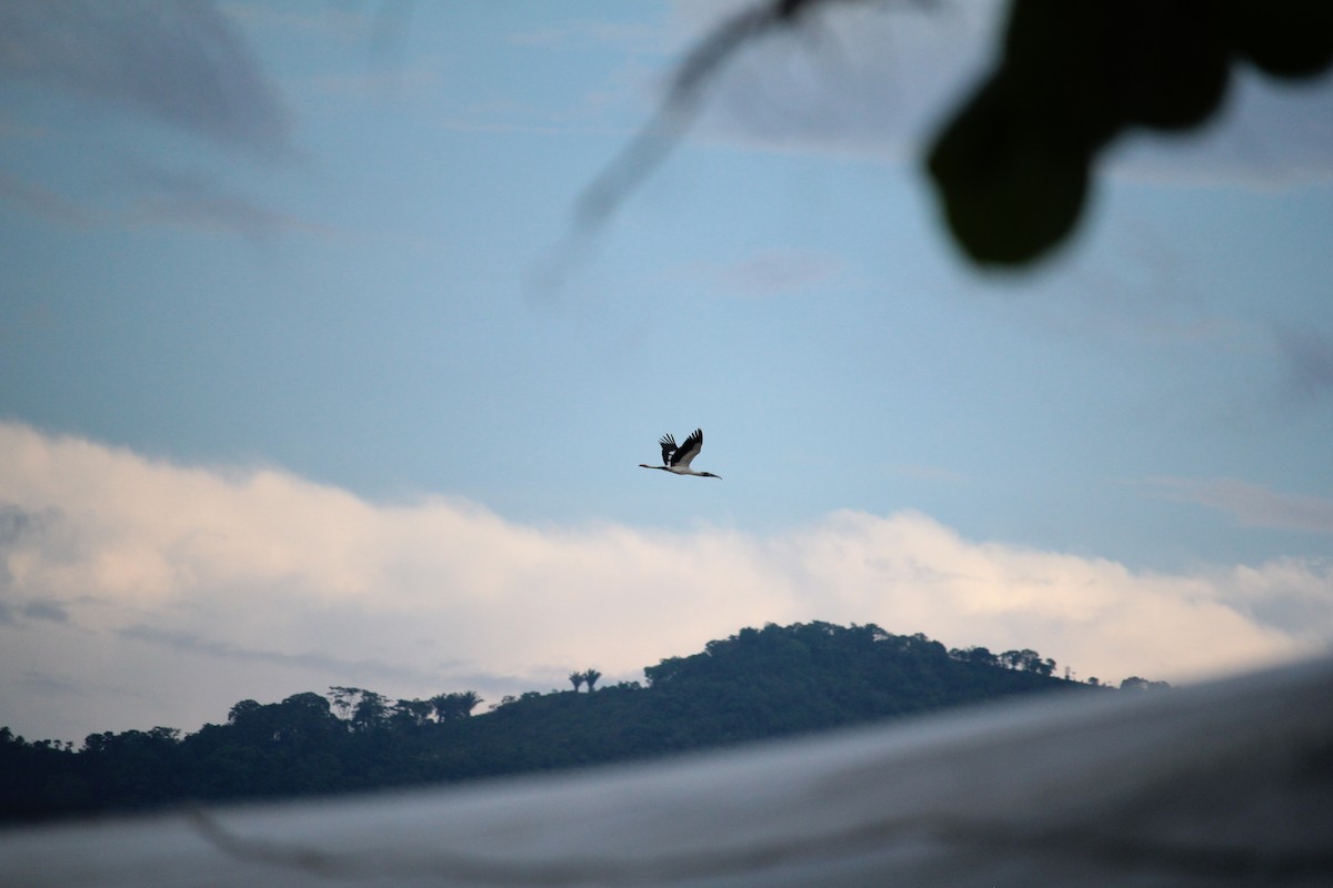Wood Stork - ML642062304