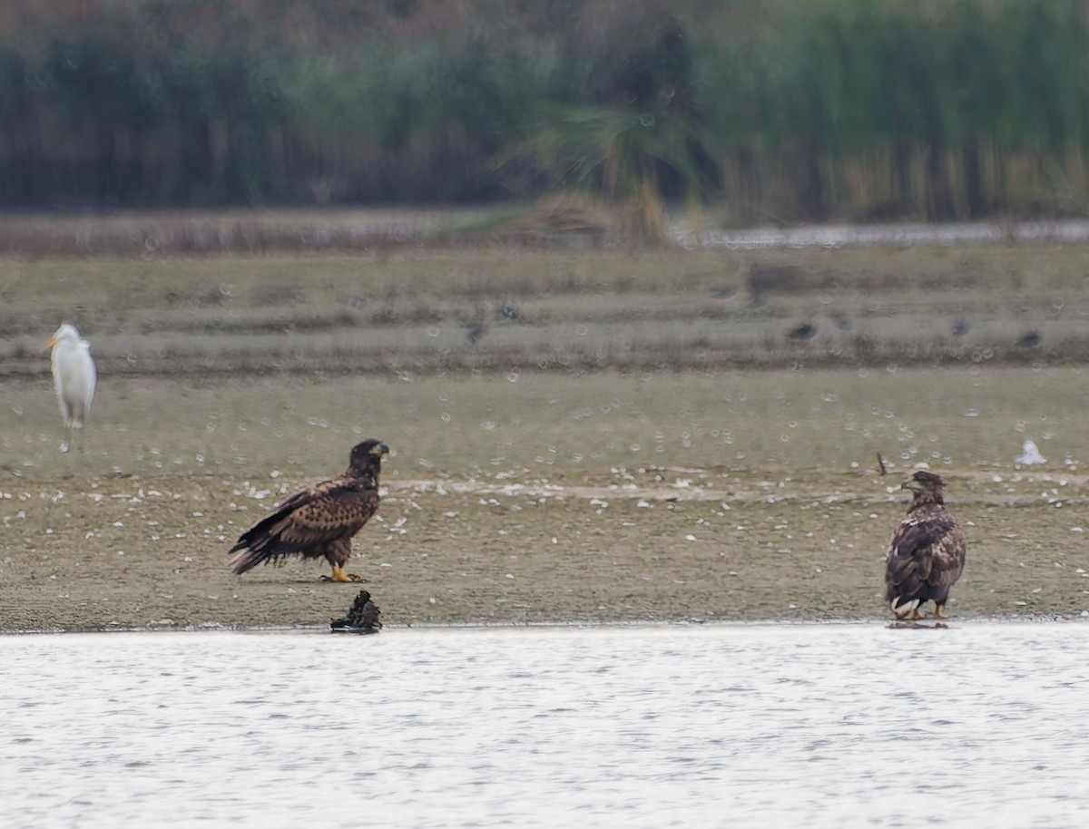 White-tailed Eagle - ML642062305