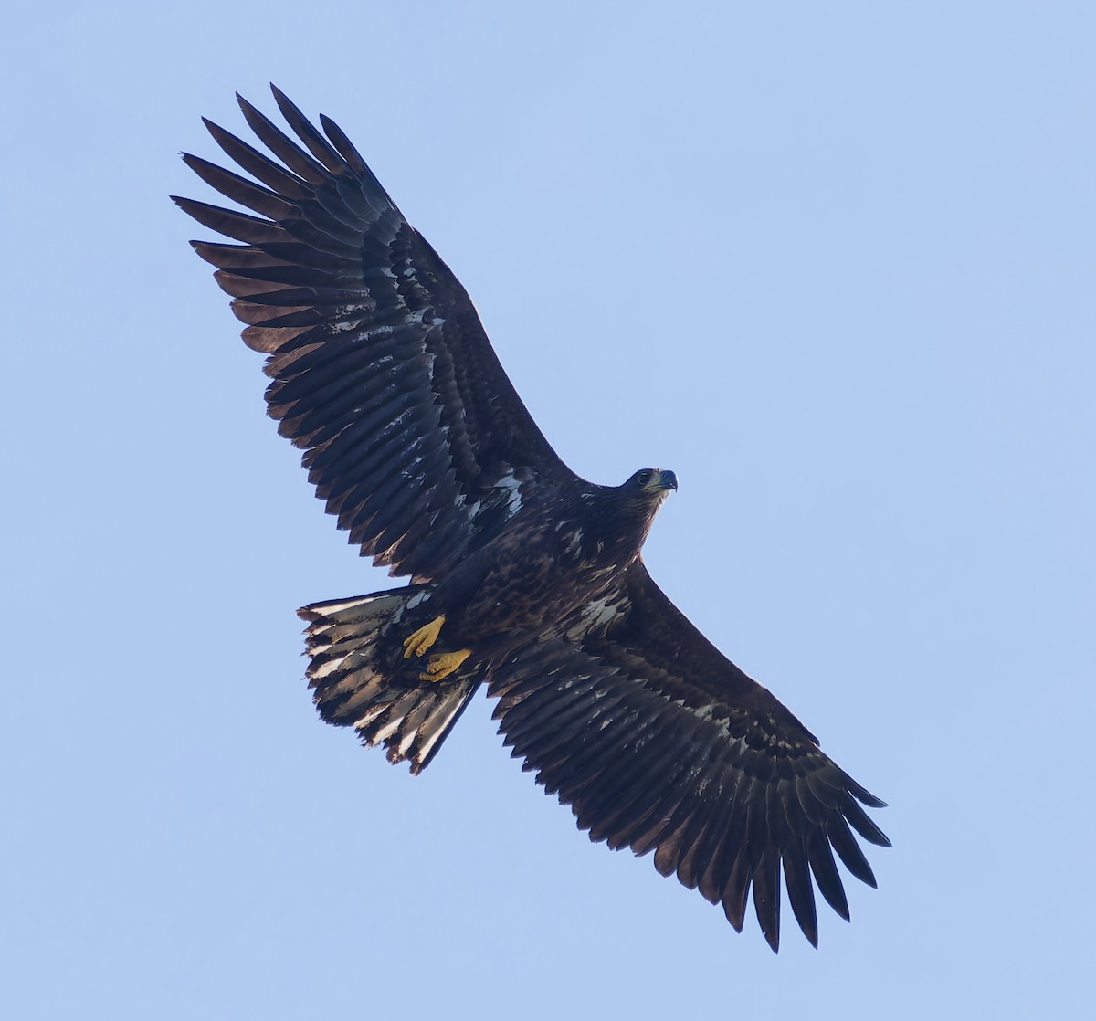 White-tailed Eagle - ML642062307