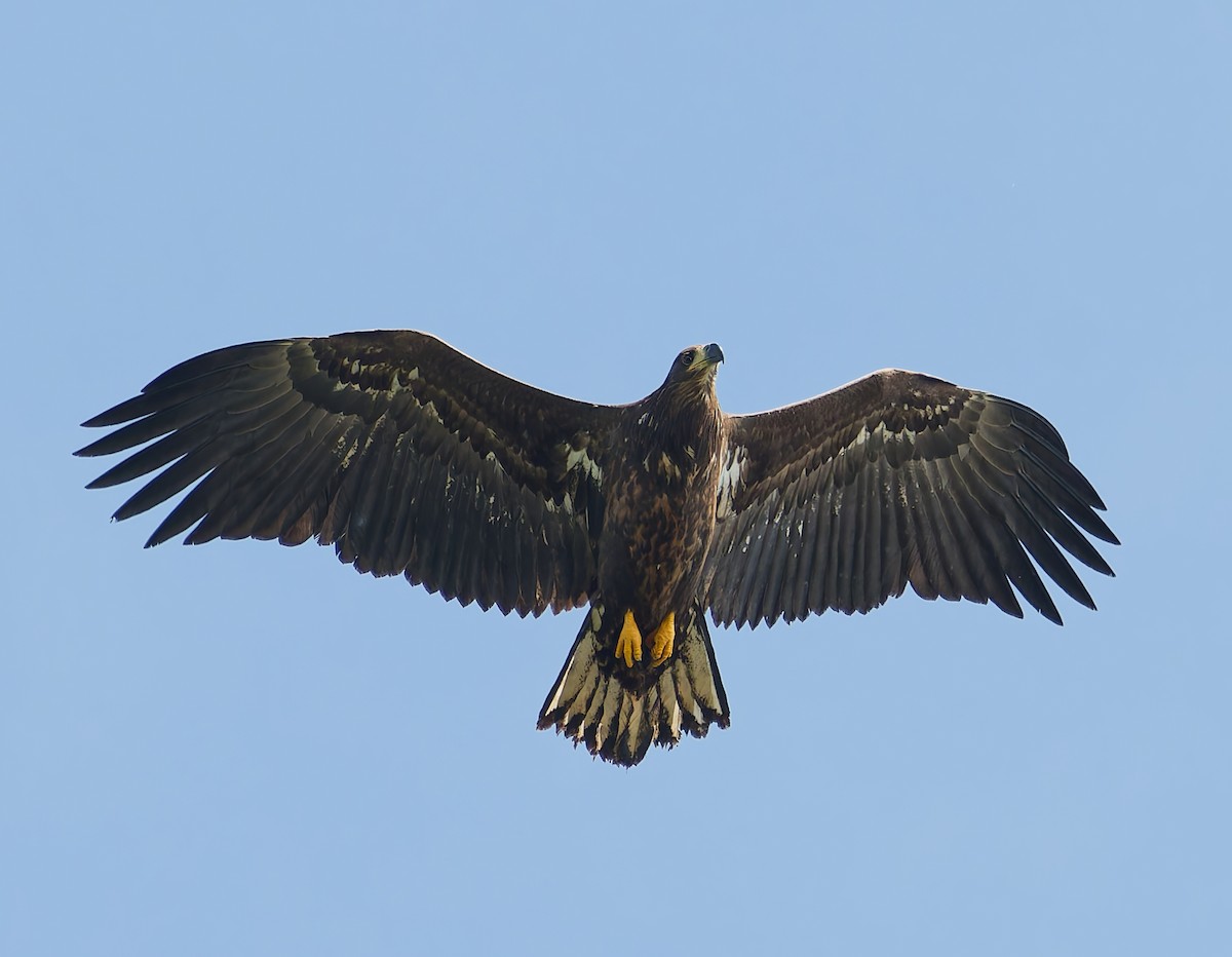 White-tailed Eagle - ML642062308