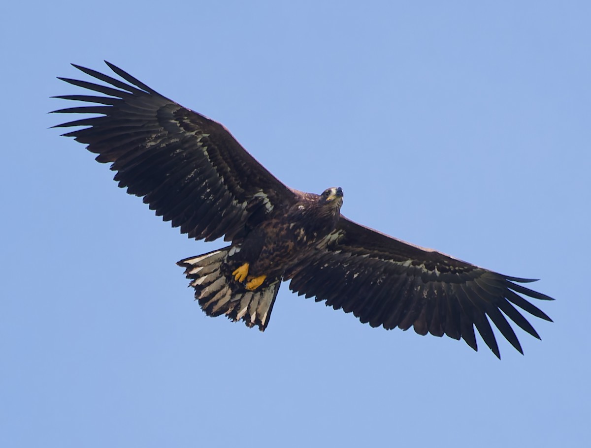 White-tailed Eagle - ML642062309