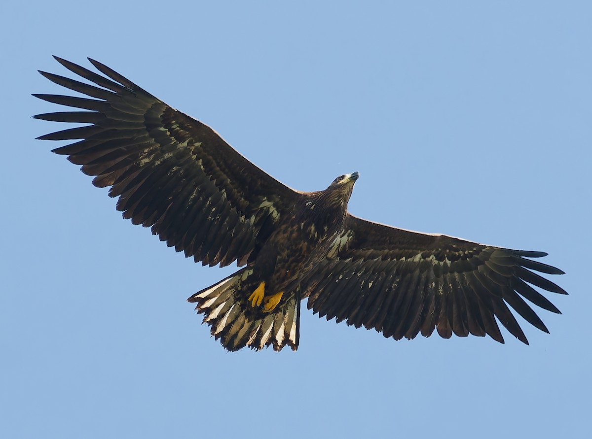 White-tailed Eagle - ML642062310