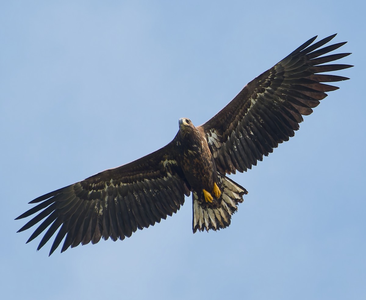 White-tailed Eagle - ML642062312