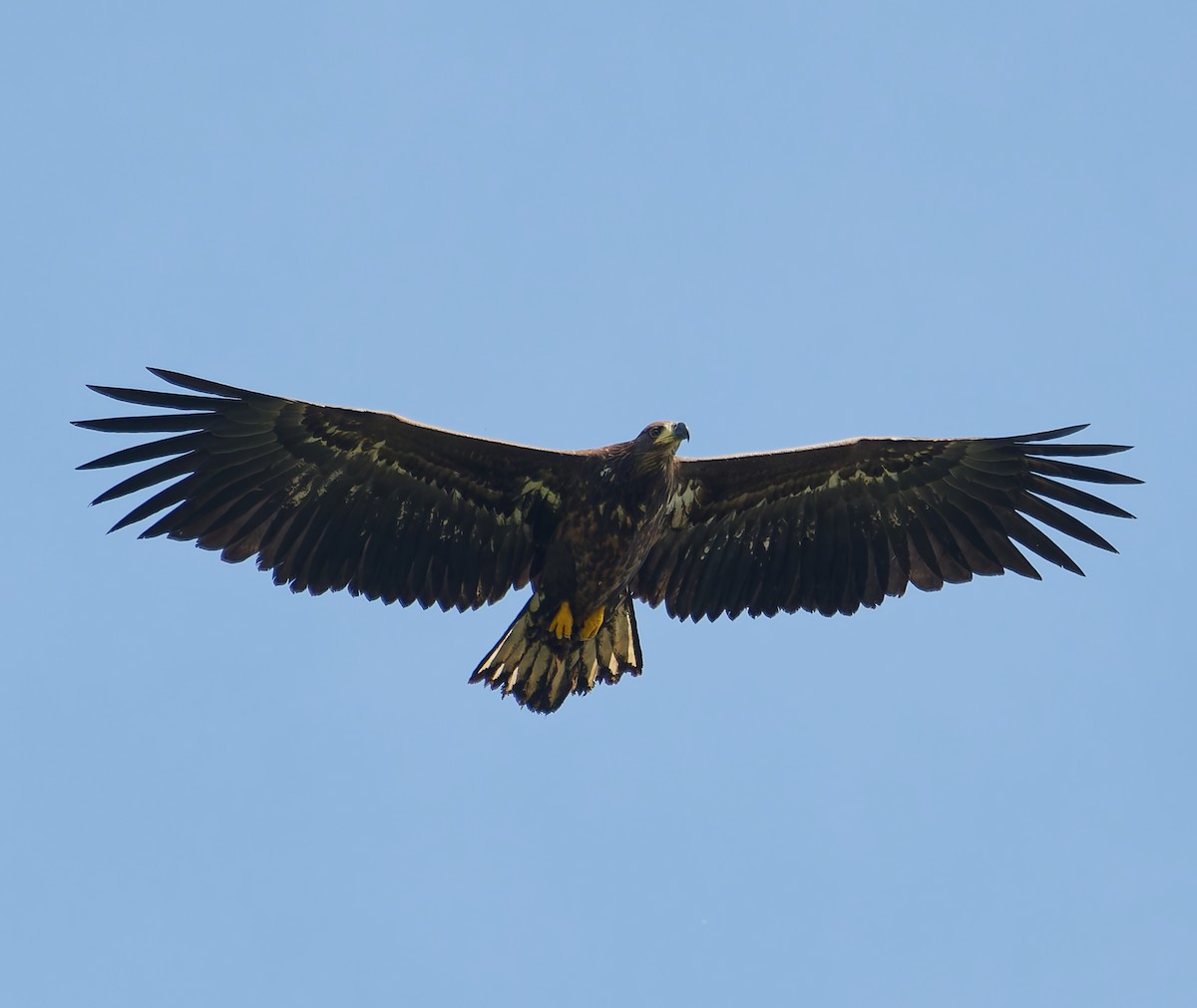 White-tailed Eagle - ML642062314