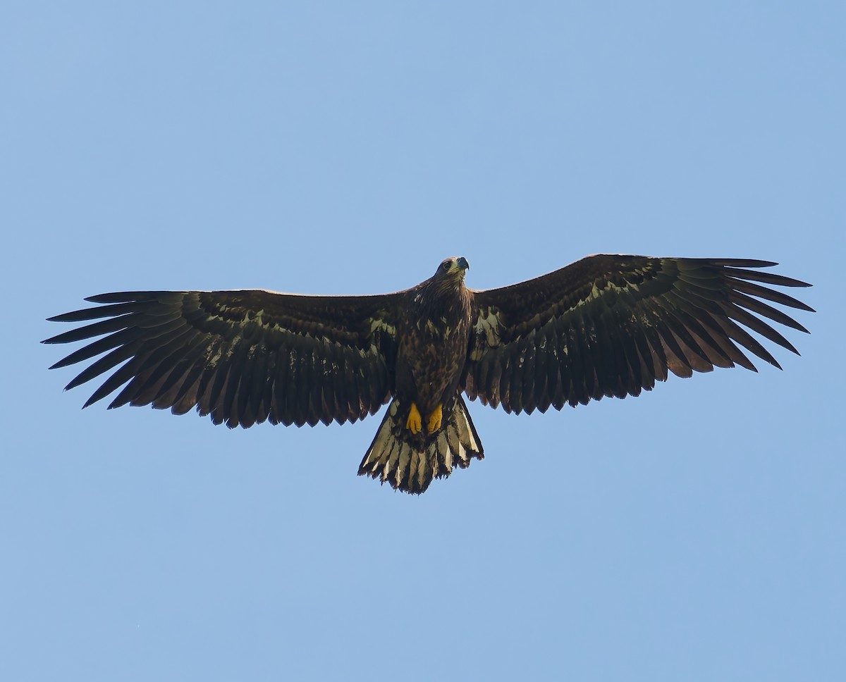 White-tailed Eagle - ML642062315